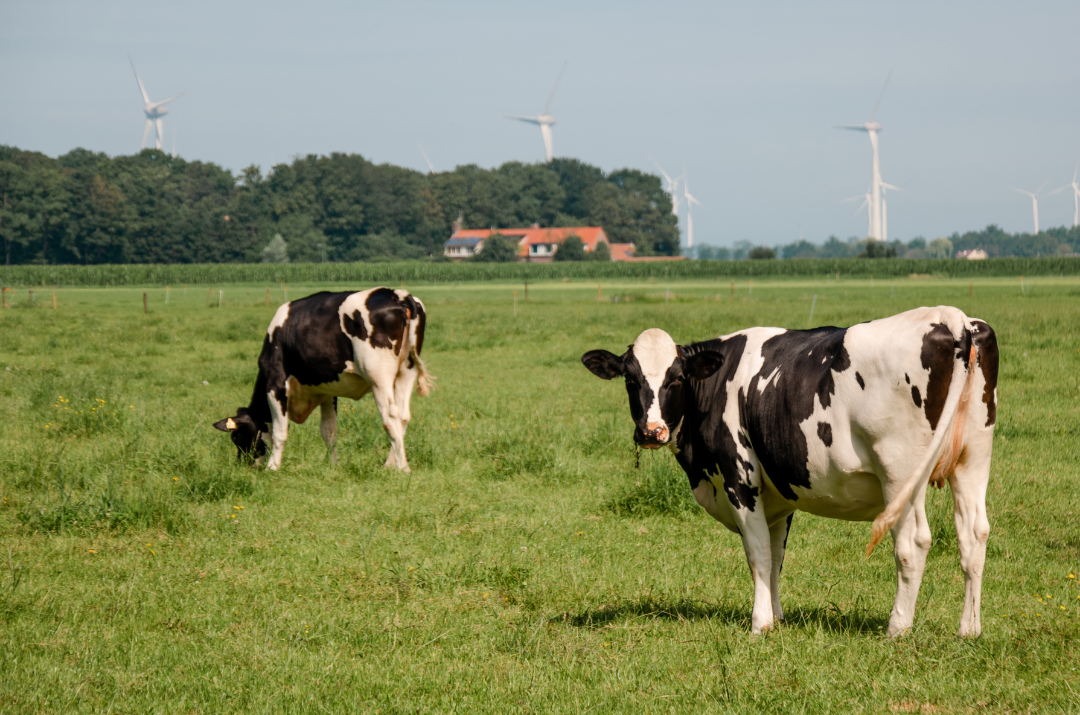 Yes, Grass-fed cows are more ethical and sustainable.